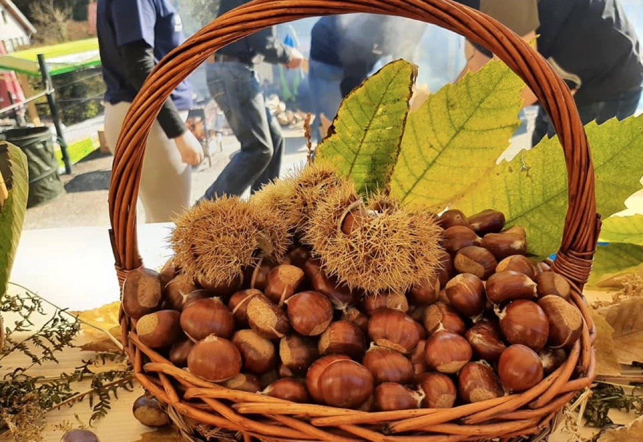 Mjesto za ljubitelje kestenja: Otvorena 4. Kestenijada u Seonici