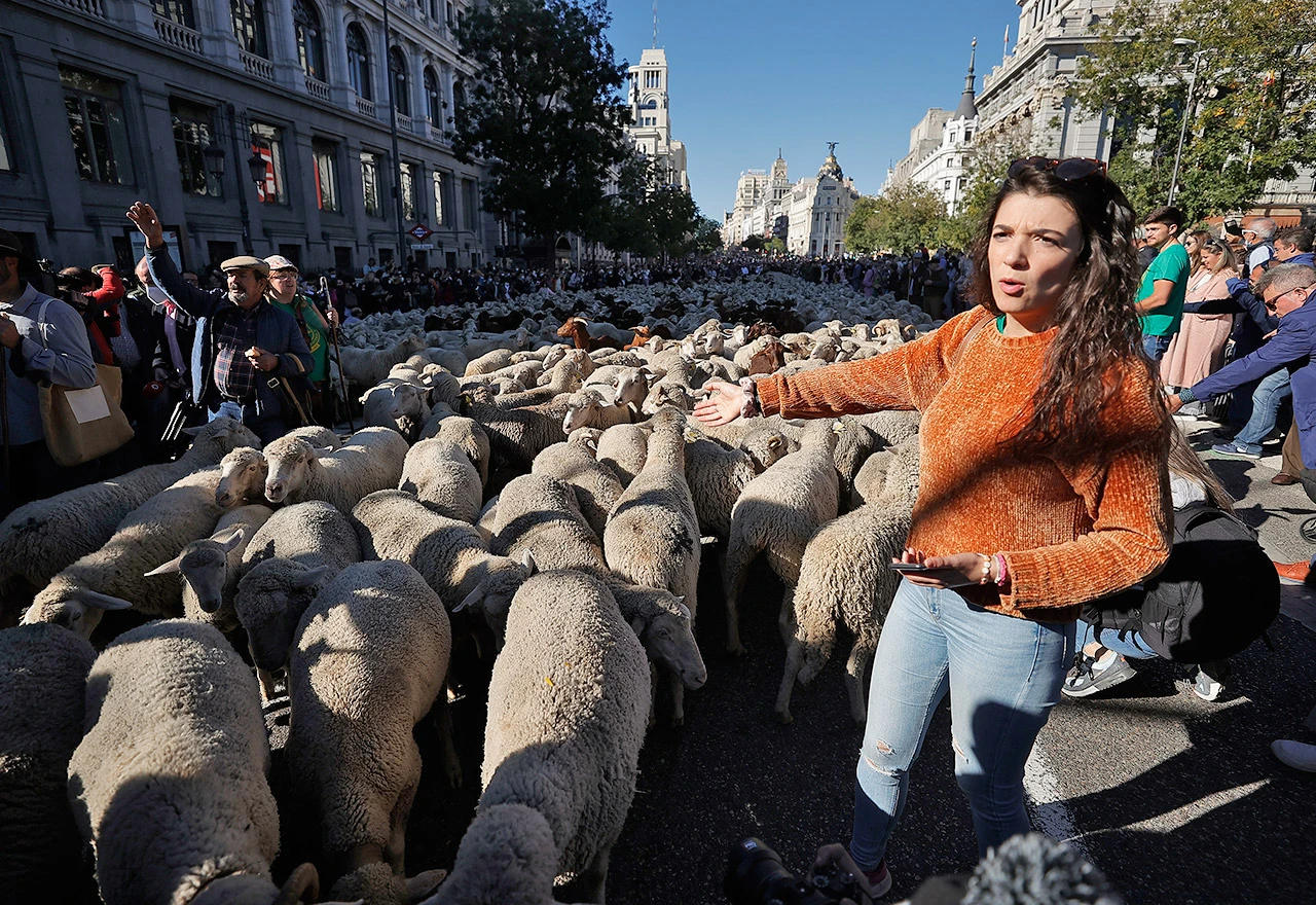 Automobile na madridskim ulicama zamijenila stada ovaca