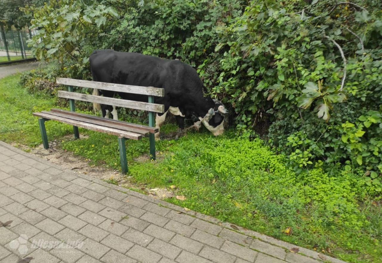 Bik zalutao na šetalište Bare