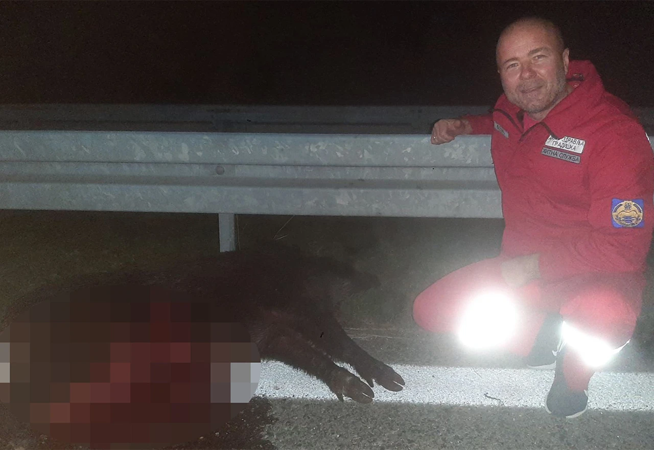 Krdo divljih svinja 'izletjelo' na cestu, ozlijeđene dvije osobe