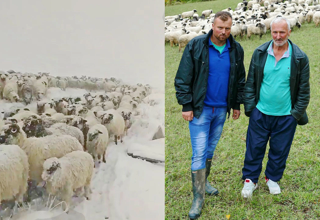 Oca i sina snijeg sa Vlašića natjerao na daleki put sa 350 ovaca