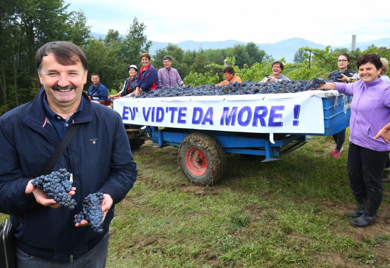 VIDEO | Žepčaci korov zamijenili vinovom lozom