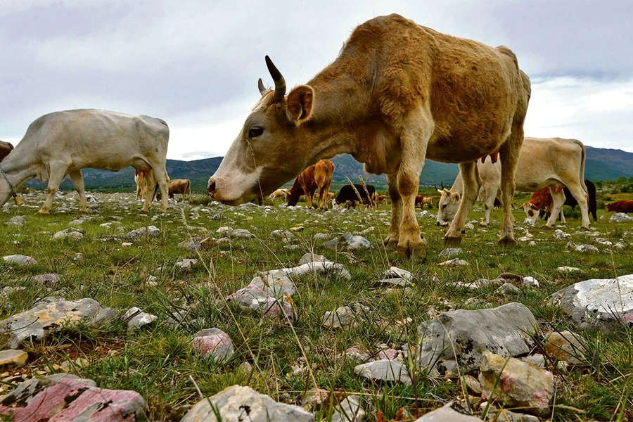 Animalna proizvodnja u ŽZH: Vlada najviše potiče uzgoj muznih krava