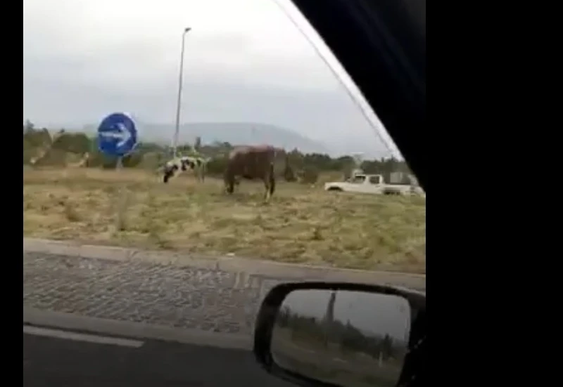 VIDEO| Krave 'prošetale' kružnim tokom u Miljkovićima