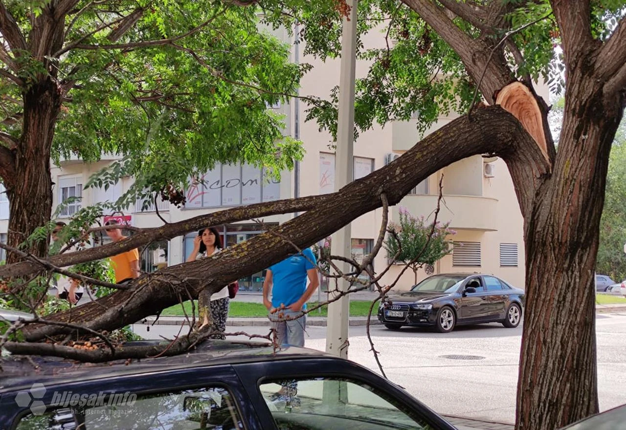 Čapljina: Stablo palo na parkirane automobile