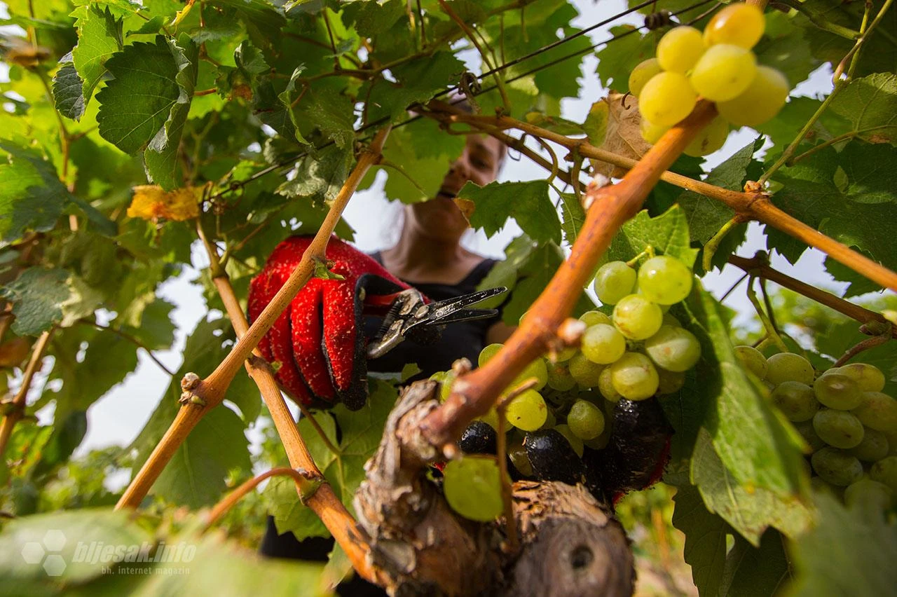 Vinogradari u Hercegovini očekuju dobar rod grožđa