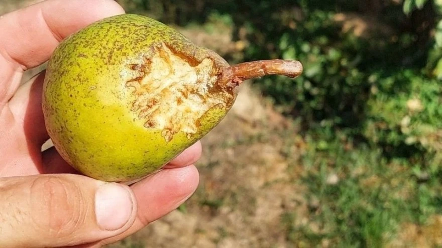 Voćna muha i ptice napadaju plodove krušaka, kako ih zaštititi?