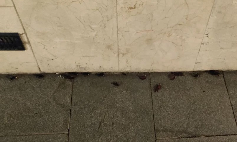 Žohari na ulicama Mostara