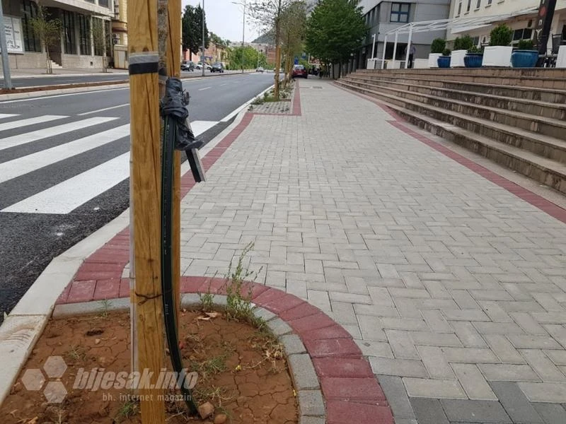 Kako će preživjeti nove sadnice poljskog brijesta u Mostaru?