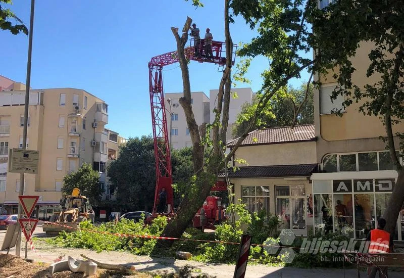 Tko će odgovarati za platane na vrhu Avenije: Uklonjeni bez dozvole