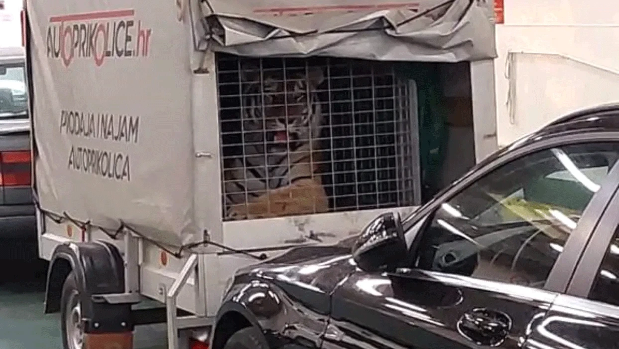 Tigar na trajektu za Hvar