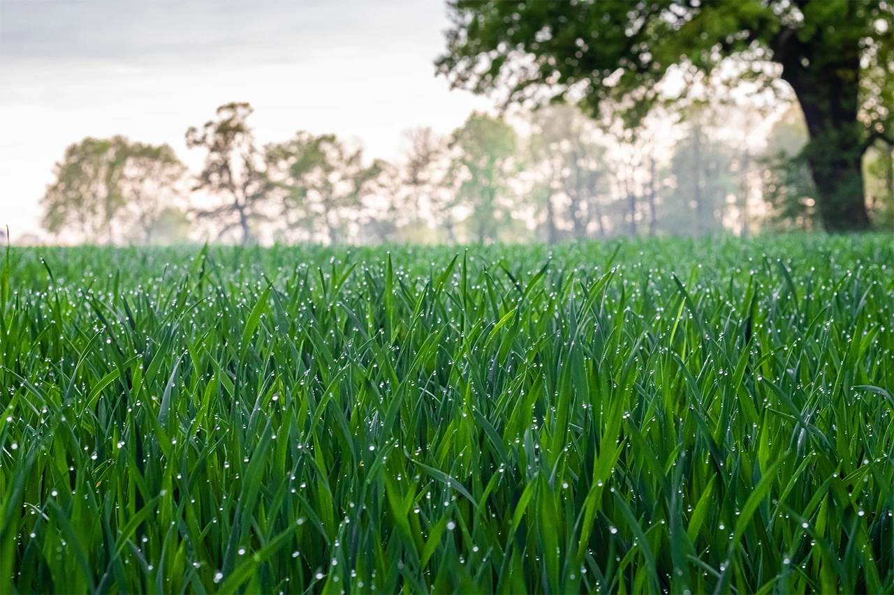 Pljuskovi od četvrtka