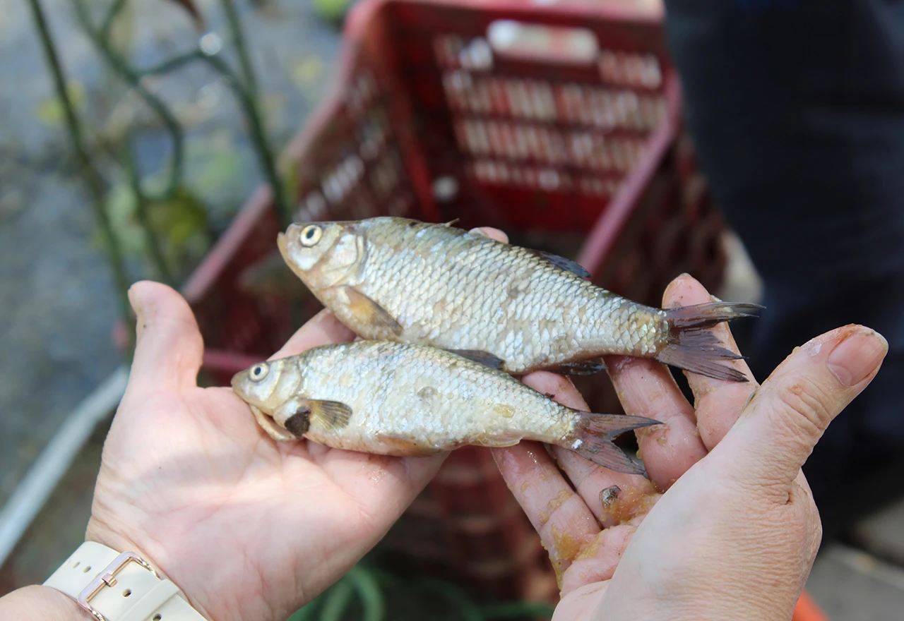 Popisuju se endemske vrste donjeg toka Neretve i Hutovog blata 