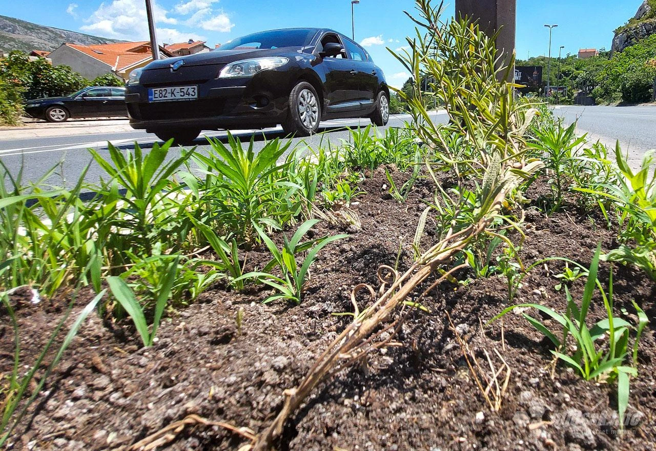 Prođite Bulevarom i pogledajte: Kad Grad posadi sadnice od 8,86 KM