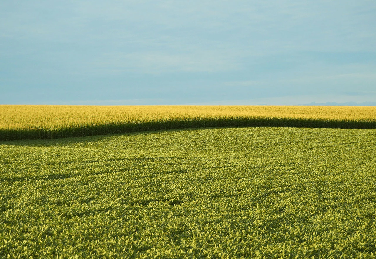 Tihi GMO začinjava europsko meso