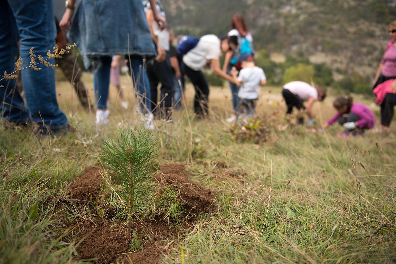 'Hercegbosanske šume' za pošumljavanje utrošile 506 tisuća KM