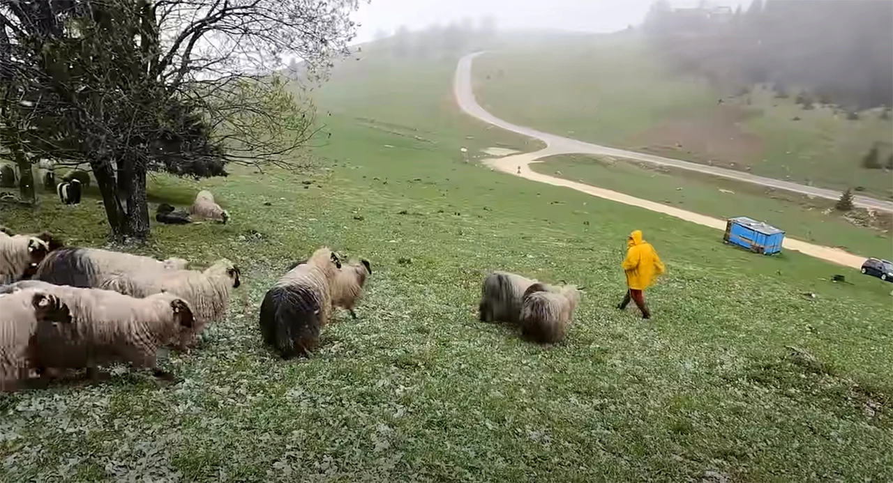 Zbogom pastiri, stižu dronovi za nadzor stoke