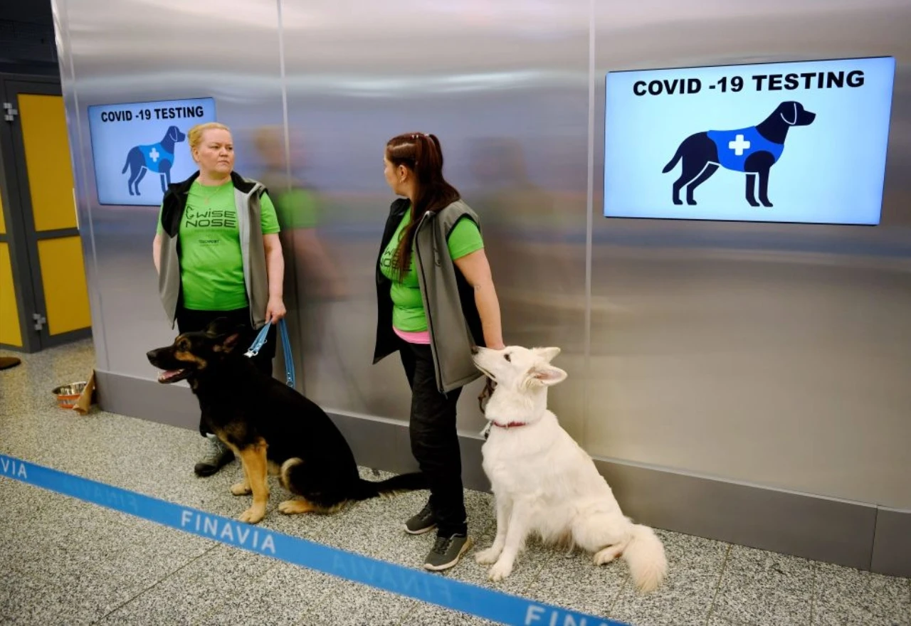 Psi će uskoro na aerodromima njušiti covid pozitivne