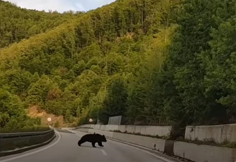Medvjed u šetnji cestom na Rostovu