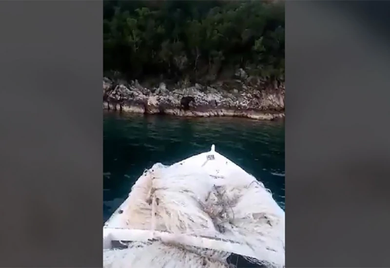 VIDEO | Medvjed se kupao u moru u blizini Neuma