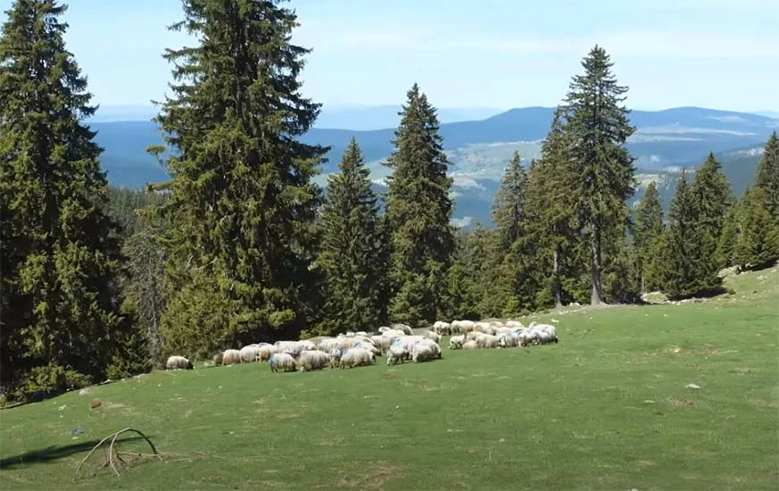 Priča s Vlašića: Kako je živjeti s ovcama i od ovaca