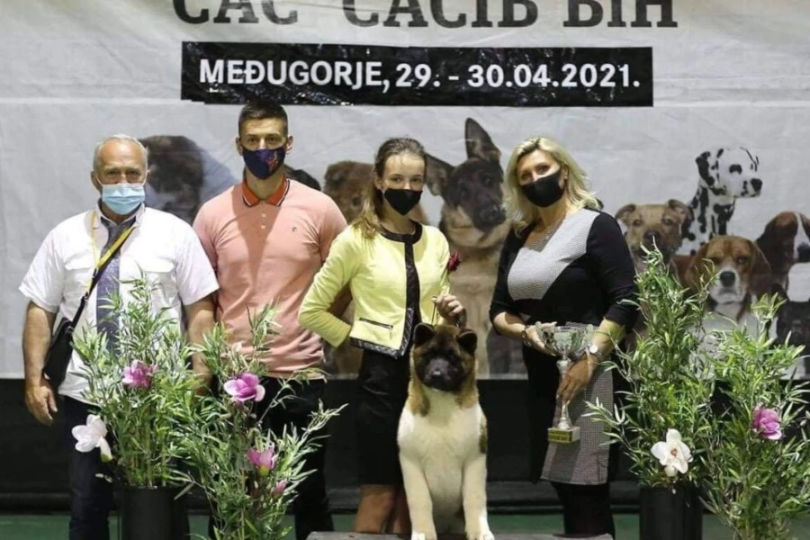 Mlada handlerica i štenac američke akite iz Posušja zajedno do vrhunskih rezultata