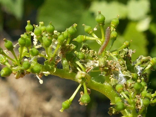 Preporuke vinogradarima i voćarima zbog štetočina
