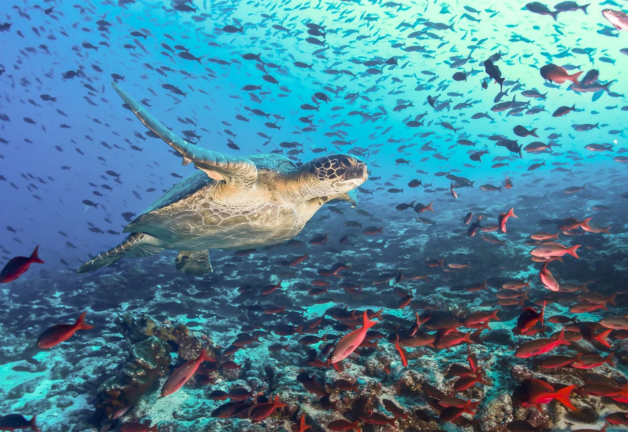 Umjetna inteligencija pomaže u čišćenju otpada iz oceana na obalama Galapagosa