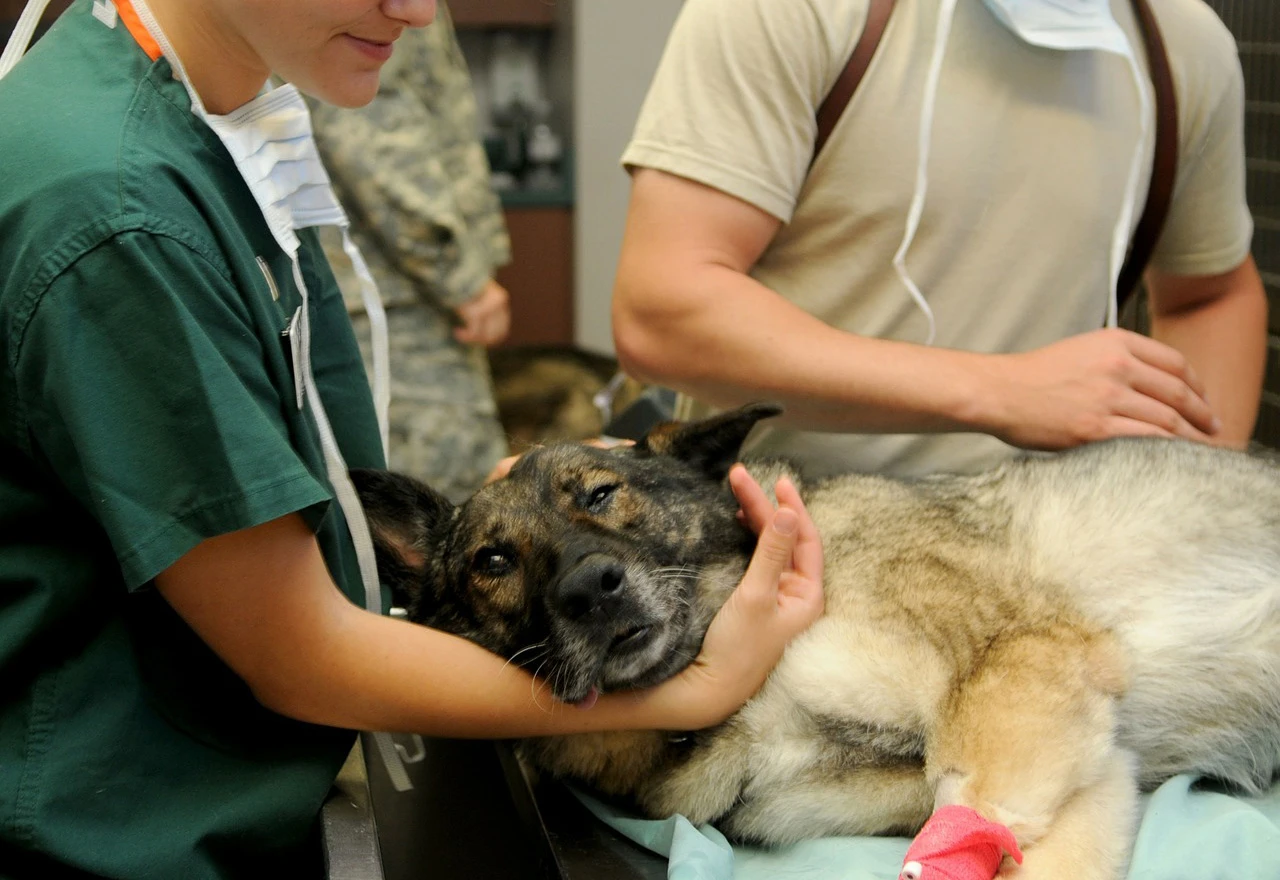 Veterinari slave svoj dan