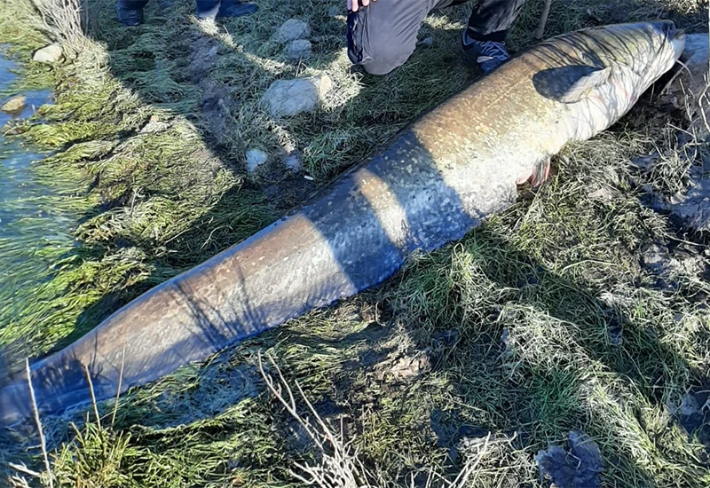 Ilija Skočibušić uhvatio kapitalca - soma od 40 kg
