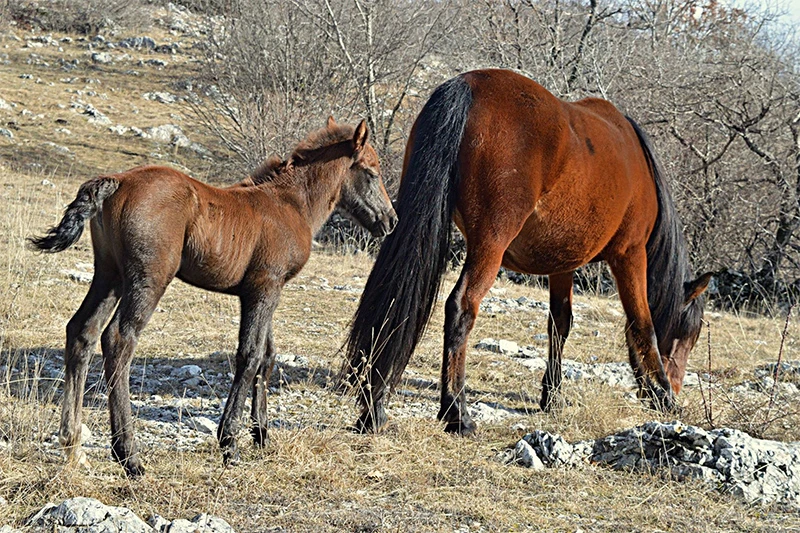 Mostar: Spriječena krađa više od 40 konja