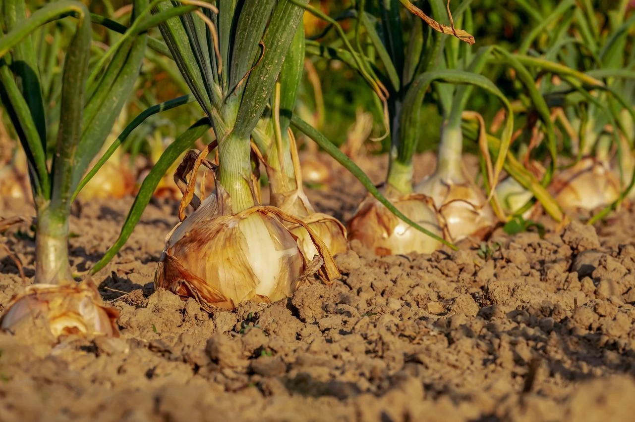 Paprika i luk zamijenili duhan