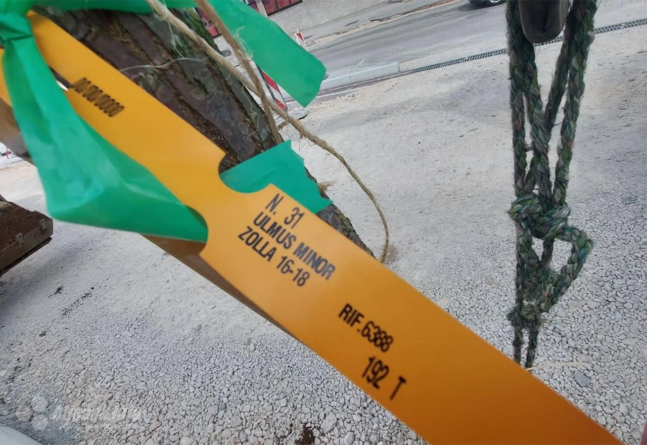 Mostar: Novi drvored na novoj prometnici