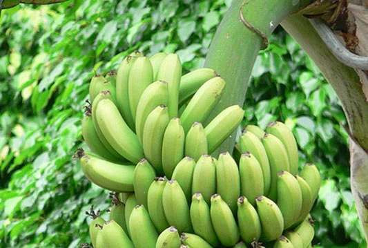Kod Opuzena zaplijenjeno 70 kilograma kokaina