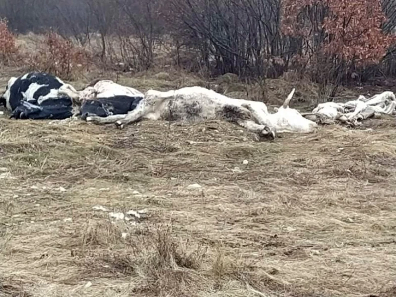 Livno: Istovarene uginule krave, mještani strahuju od zaraze