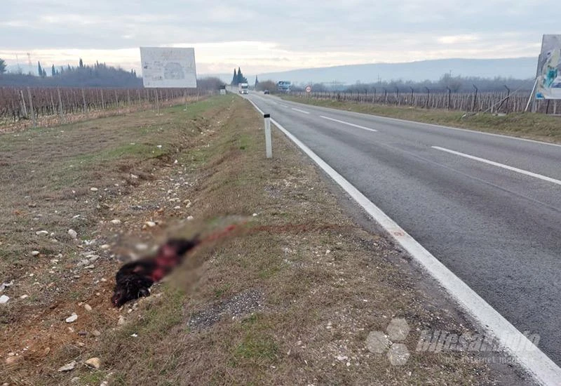 Tko će ukloniti mrtvog psa?
