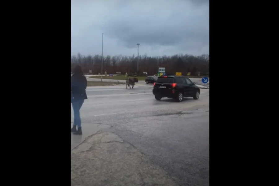 Bik zaustavio promet na kružnom toku u Posušju