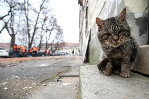 Pomoć za domaće životinje i kućne ljubimce s područja pogođenih potresima