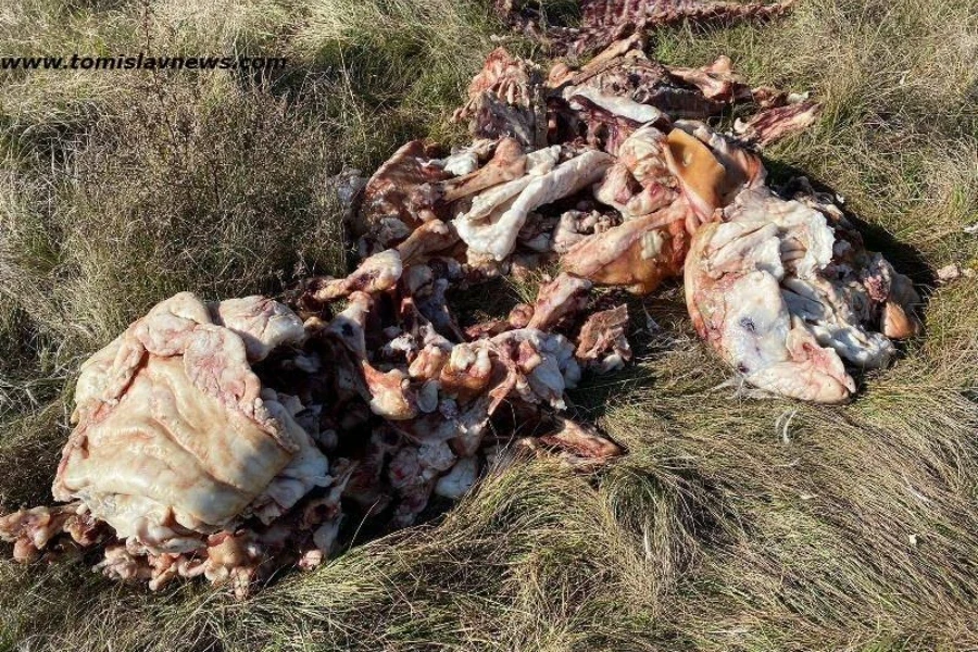 Nikad doći pameti: Raskomadana i razbacana strvina kraj Tomislavgrada