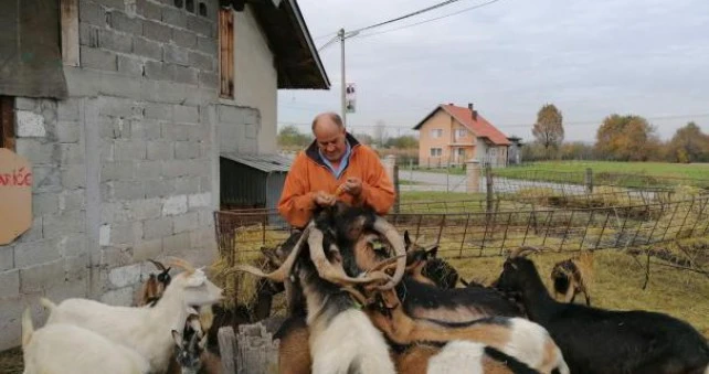 Vratio se iz Amerike da bi se bavio stočarstvom u BiH