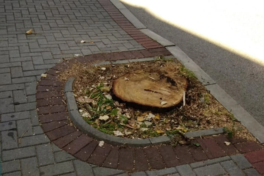 Mostar: Netko sadi, netko siječe
