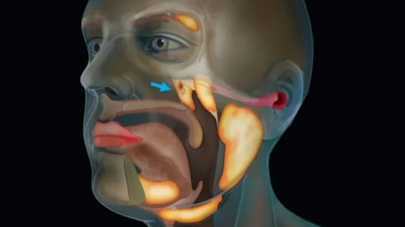Tražili kancerogene stanice, pa pronašli posve nov ljudski organ