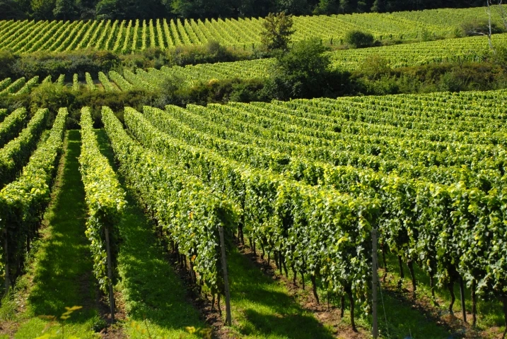 Na ljubuškoj 'plantaži' će ponovno niknuti vinogradi