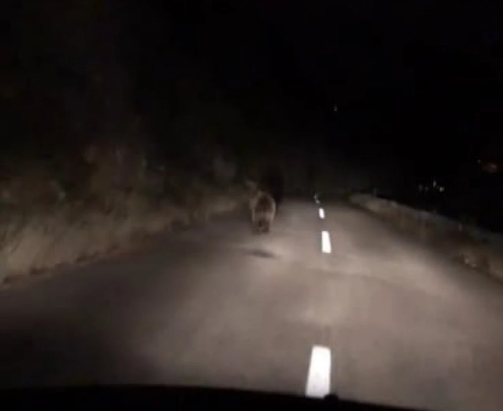 ''Iš'o medo u šumicu'' pa završio na Cimu