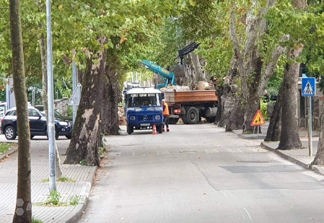 Zbog pilanja platana obustavljen promet kroz Ulicu kneza Branimira
