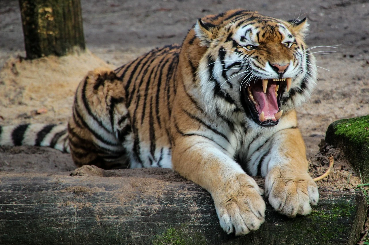 Tigar usmrtio osam ljudi