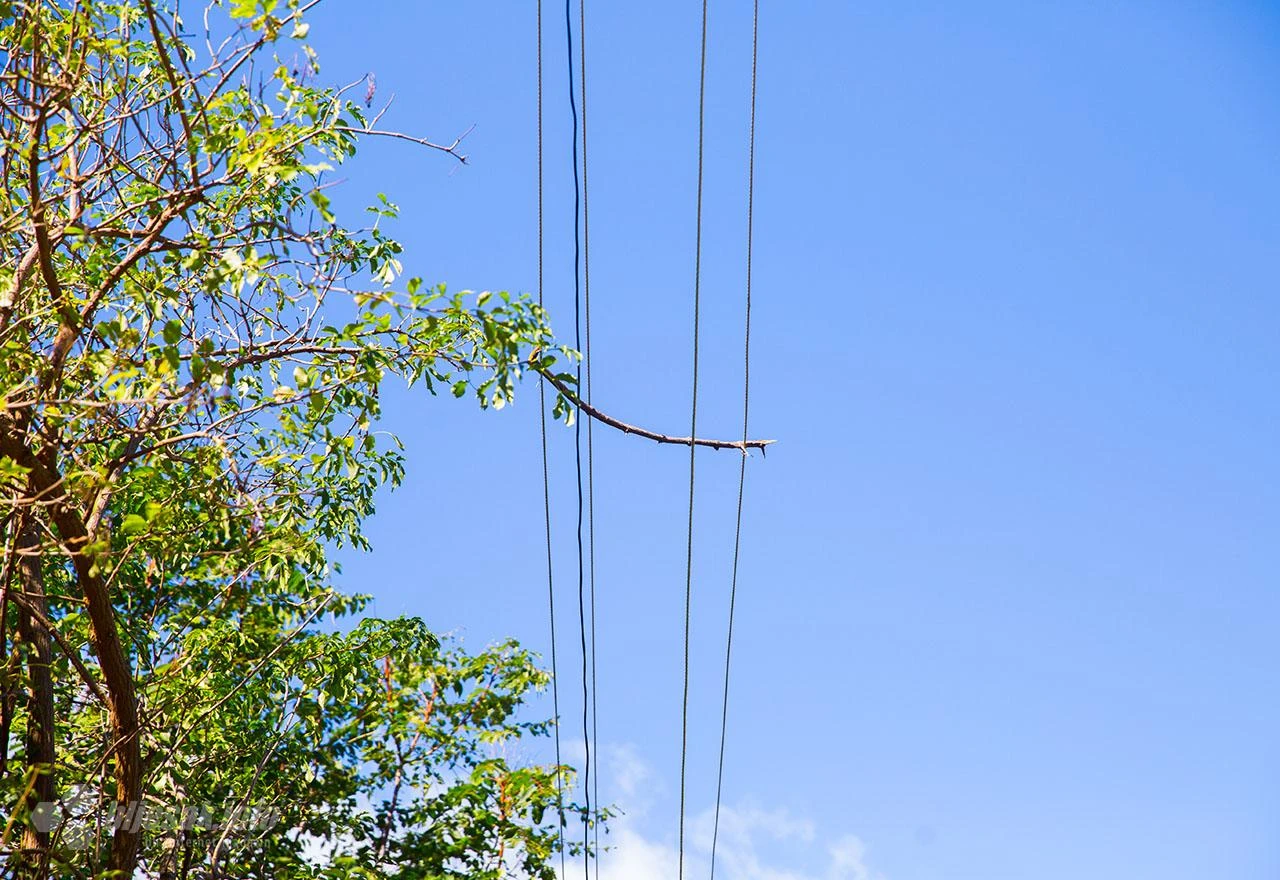 Kaos sa strujom na Panjevini: Električari žice razdvojili granama