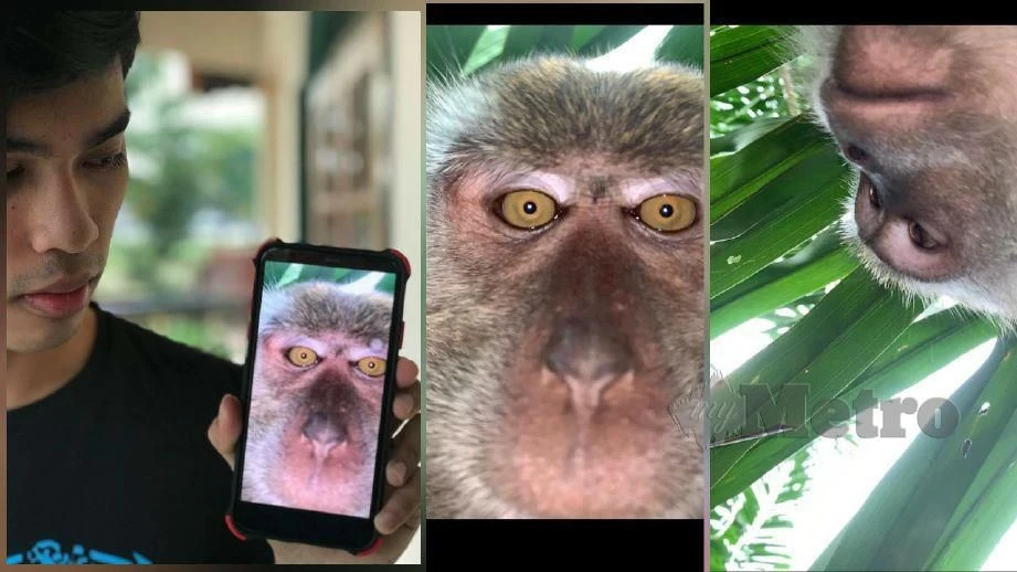 Majmun ukrao telefon pa snimio selfie