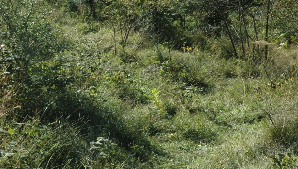 Pronađena još jedna plantaža konoplje u Hercegovini