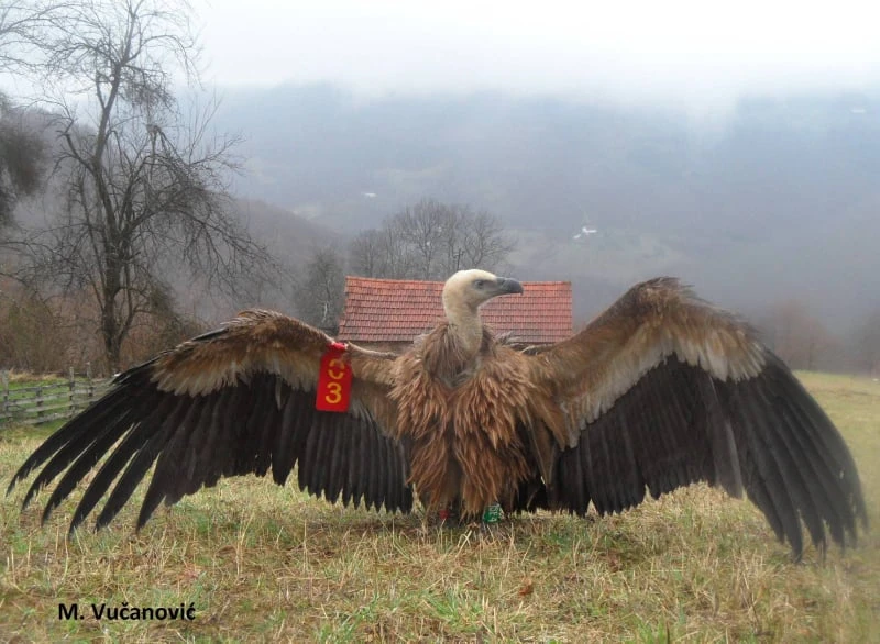 Novi val Blagaj: Bjeloglavi sup se pušta u prirodu